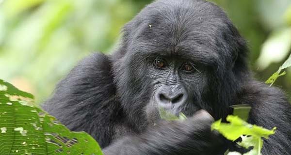 Gorilla tracking expeditions Uganda