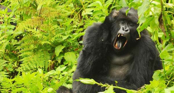 Gorilla trekking holidays in Uganda - Buhoma town